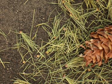 conifer/needle - small - 20g